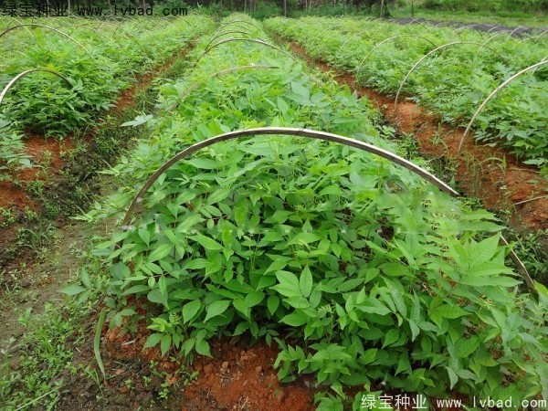 <a href='http://www.wuzhouwash.com/linmuzhongzi/1851.html' target='_blank'>銅錢柳種子</a>