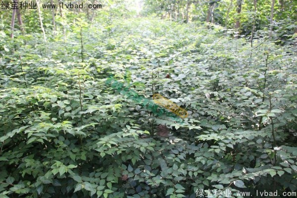 <a href='http://www.wuzhouwash.com/linmuzhongzi/1851.html' target='_blank'>銅錢柳種子</a>