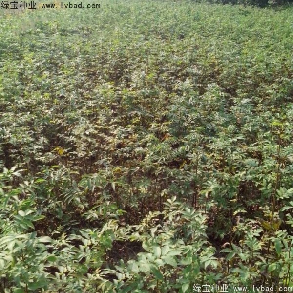 銅錢柳<a href='http://www.wuzhouwash.com/' target='_blank'>種子</a>