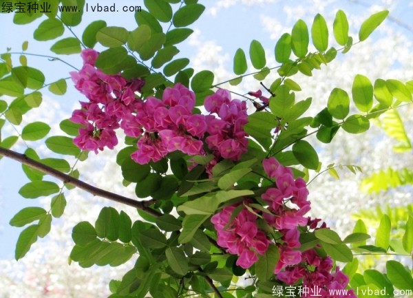 <a href='http://www.wuzhouwash.com/linmuzhongzi/1852.html' target='_blank'>香花槐種子</a>