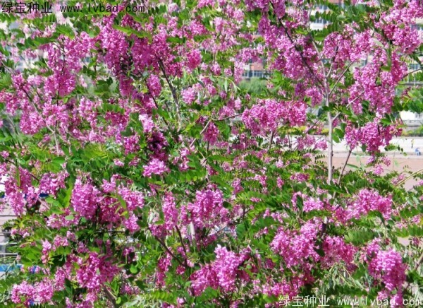 香花槐<a href='http://www.wuzhouwash.com/' target='_blank'>種子</a>