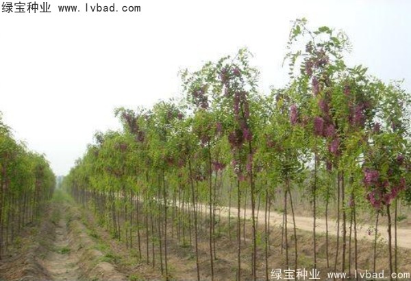 香花槐種子