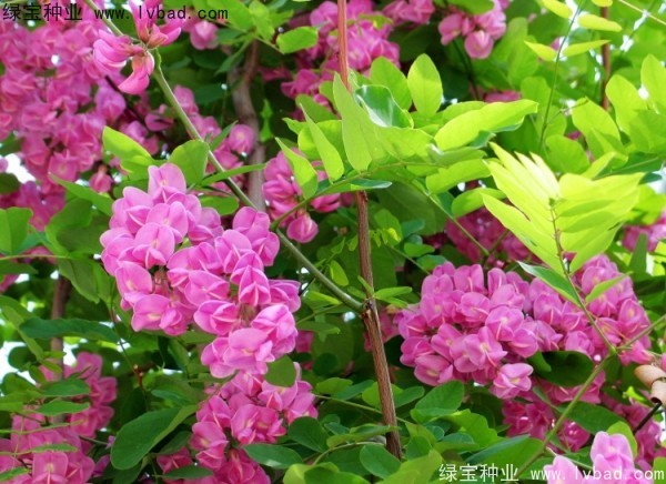 香花槐種子