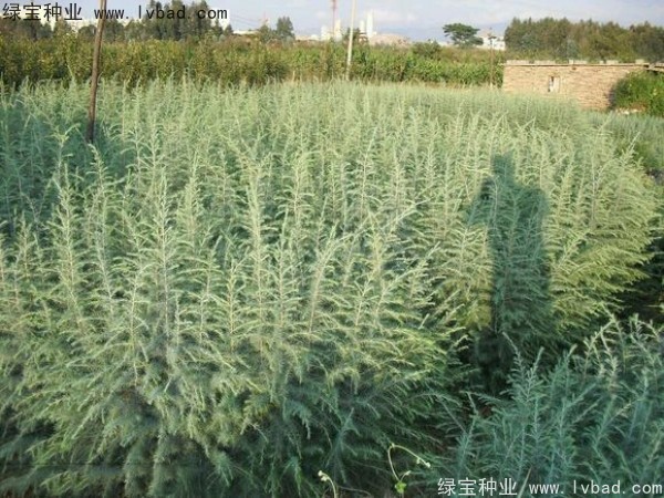 <a href='http://www.wuzhouwash.com/linmuzhongzi/1853.html' target='_blank'>雪松種子</a>