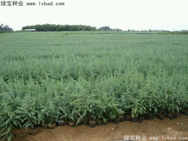 <a href='http://www.wuzhouwash.com/linmuzhongzi/1853.html' target='_blank'>雪松種子</a>