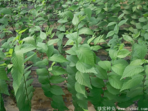 <a href='http://www.wuzhouwash.com/linmuzhongzi/1854.html' target='_blank'>榆樹種子</a>