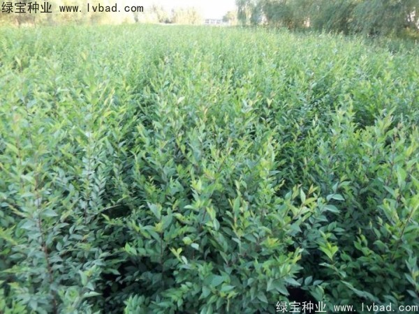 <a href='http://www.wuzhouwash.com/linmuzhongzi/1854.html' target='_blank'>榆樹種子</a>
