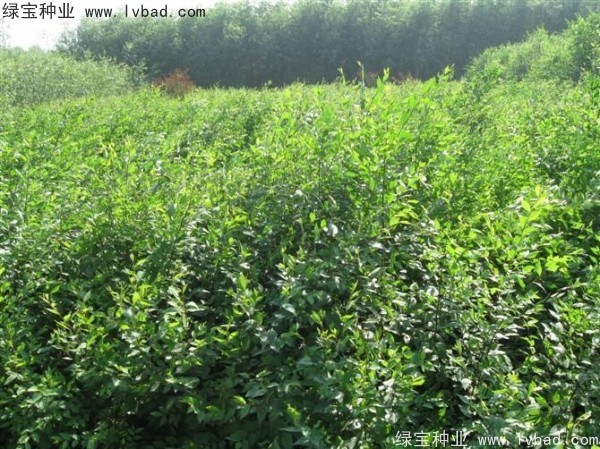 <a href='http://www.wuzhouwash.com/linmuzhongzi/1854.html' target='_blank'>榆樹種子</a>