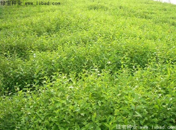 榆樹<a href='http://www.wuzhouwash.com/' target='_blank'>種子</a>