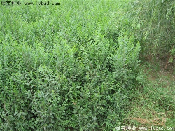 <a href='http://www.wuzhouwash.com/linmuzhongzi/1854.html' target='_blank'>榆樹</a><a href='http://www.wuzhouwash.com/' target='_blank'>種子</a>