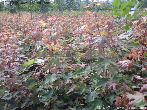 <a href='http://www.wuzhouwash.com/linmuzhongzi/1855.html' target='_blank'>元寶楓</a><a href='http://www.wuzhouwash.com/' target='_blank'>種子</a>