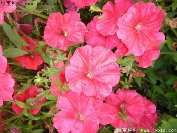 <a href='http://www.wuzhouwash.com/caohuazhongzi/1017.html' target='_blank'>矮牽牛種子</a>