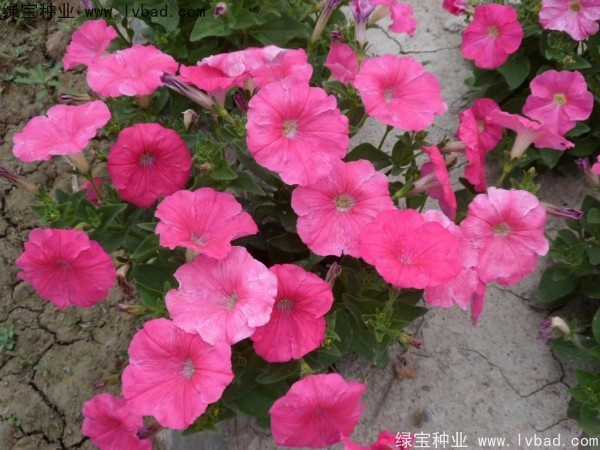 <a href='http://www.wuzhouwash.com/caohuazhongzi/1017.html' target='_blank'>矮牽牛</a>種子