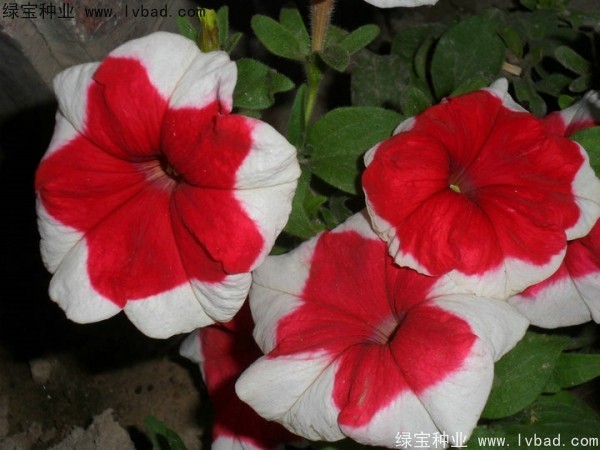 <a href='http://www.wuzhouwash.com/caohuazhongzi/1017.html' target='_blank'>矮牽牛</a>種子