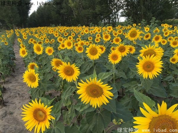 <a href='http://www.wuzhouwash.com/caohuazhongzi/1018.html' target='_blank'>矮向日葵</a>圖片