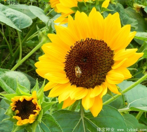 矮<a href='http://www.wuzhouwash.com/caohuazhongzi/97271.html' target='_blank'>向日葵</a>圖片