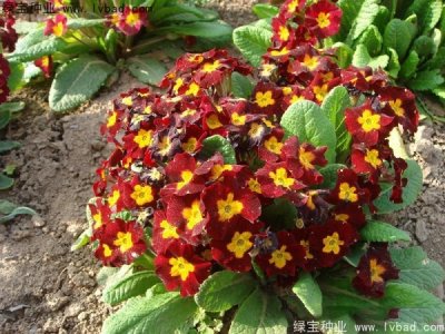 報春花種子