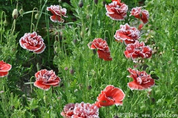 冰島<a href='http://www.wuzhouwash.com/caohuazhongzi/161.html' target='_blank'>虞美人種子</a>