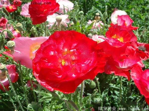 <a href='http://www.wuzhouwash.com/caohuazhongzi/1025.html' target='_blank'>冰島虞美人種子</a>