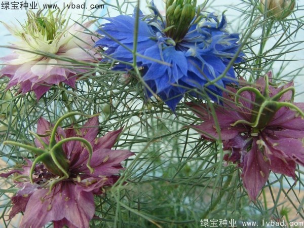 <a href='http://www.wuzhouwash.com/caohuazhongzi/1026.html' target='_blank'>波斯寶石</a>