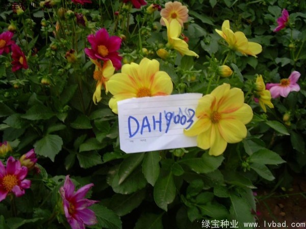 大麗花種子