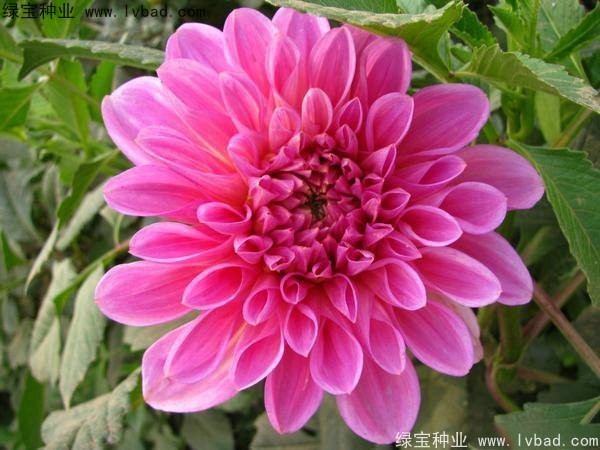 大麗花種子