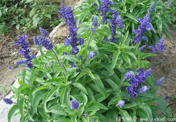 <a href='http://www.wuzhouwash.com/caohuazhongzi/1044.html' target='_blank'>芳香鼠尾草種子</a>