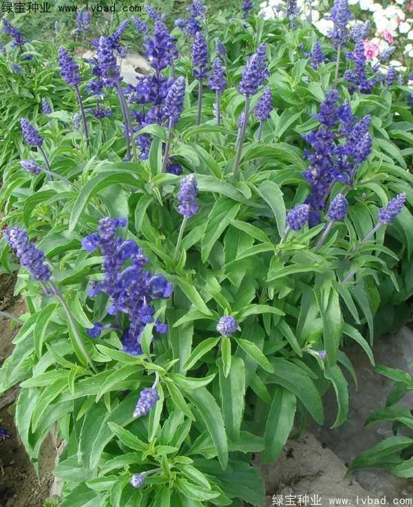 <a href='http://www.wuzhouwash.com/caohuazhongzi/1044.html' target='_blank'>芳香鼠尾草</a>種子