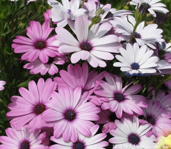 南非州<a href='http://www.wuzhouwash.com/caohuazhongzi/1631.html' target='_blank'>萬壽菊</a>非洲菊.jpg
