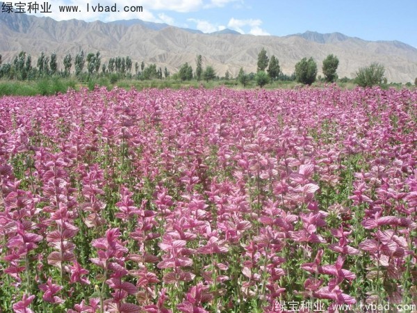 粉花<a href='http://www.wuzhouwash.com/caohuazhongzi/1626.html' target='_blank'>鼠尾草</a>種子