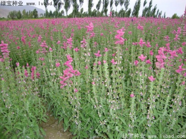 <a href='http://www.wuzhouwash.com/caohuazhongzi/1048.html' target='_blank'>粉花鼠尾草種子</a>