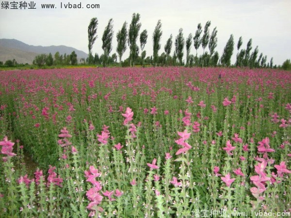 <a href='http://www.wuzhouwash.com/caohuazhongzi/1048.html' target='_blank'>粉花鼠尾草</a><a href='http://www.wuzhouwash.com/' target='_blank'>種子</a>
