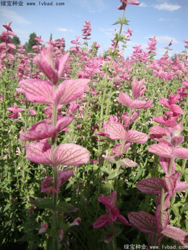 粉花<a href='http://www.wuzhouwash.com/caohuazhongzi/1626.html' target='_blank'>鼠尾草</a><a href='http://www.wuzhouwash.com/' target='_blank'>種子</a>