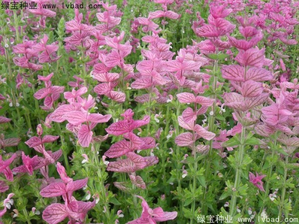 粉花鼠尾草種子