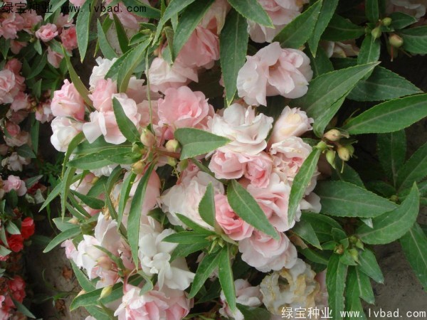 <a href='http://www.wuzhouwash.com/caohuazhongzi/1655.html' target='_blank'>指甲花</a>種子