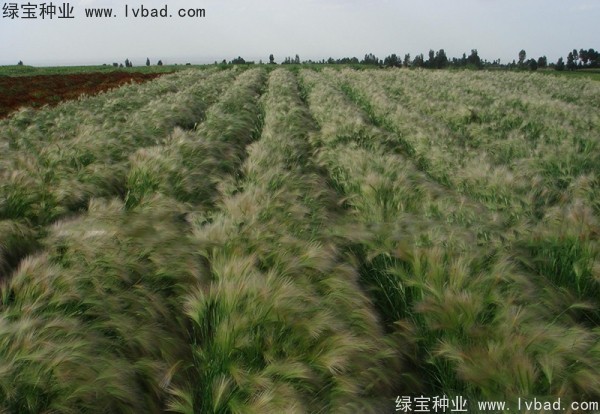 <a href='http://www.wuzhouwash.com/caohuazhongzi/1055.html' target='_blank'>狗尾草種子</a>