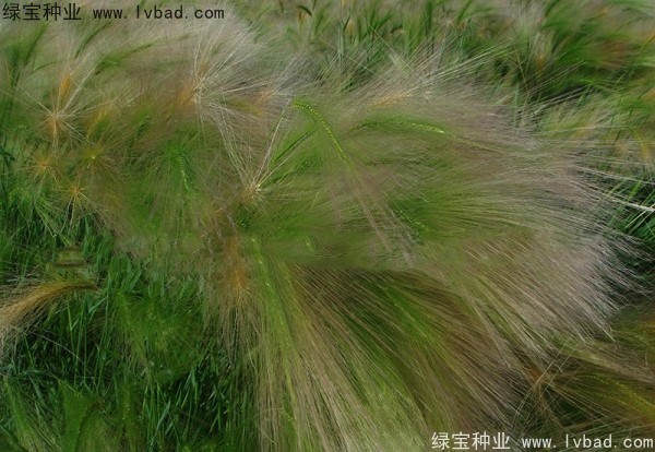 <a href='http://www.wuzhouwash.com/caohuazhongzi/1055.html' target='_blank'>狗尾草</a><a href='http://www.wuzhouwash.com/' target='_blank'>種子</a>