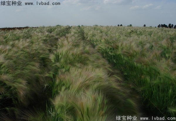 <a href='http://www.wuzhouwash.com/caohuazhongzi/1055.html' target='_blank'>狗尾草種子</a>