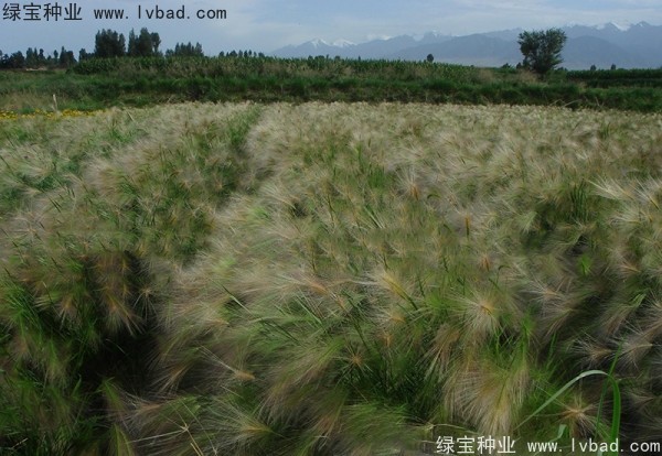 <a href='http://www.wuzhouwash.com/caohuazhongzi/1055.html' target='_blank'>狗尾草</a><a href='http://www.wuzhouwash.com/' target='_blank'>種子</a>