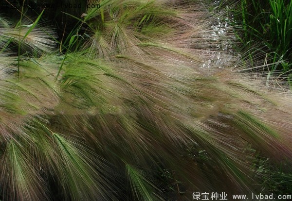 <a href='http://www.wuzhouwash.com/caohuazhongzi/1055.html' target='_blank'>狗尾草種子</a>