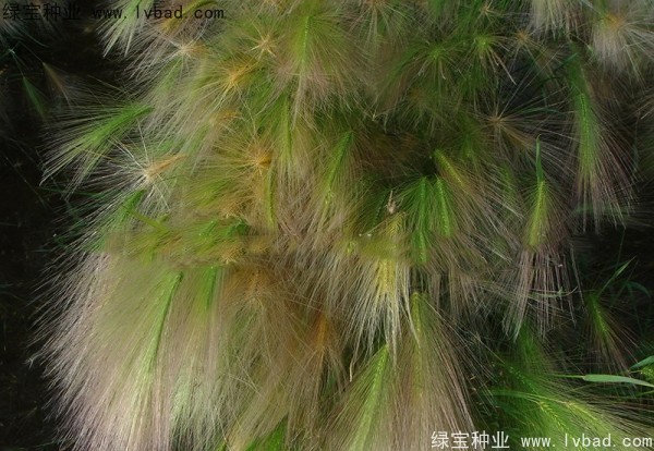 狗尾草<a href='http://www.wuzhouwash.com/' target='_blank'>種子</a>