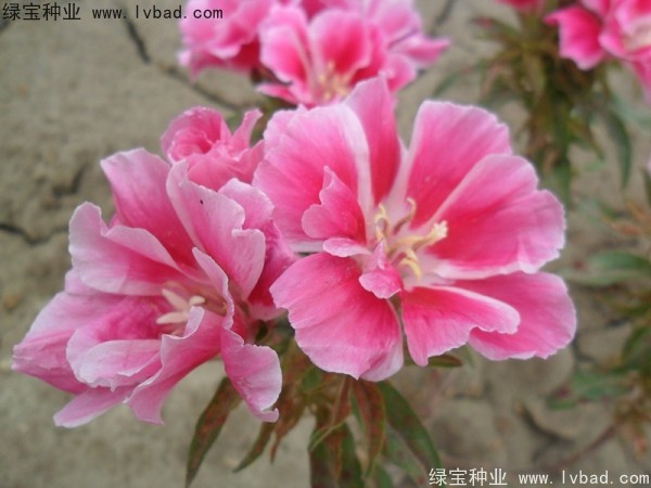 古代稀<a href='http://www.wuzhouwash.com/' target='_blank'>種子</a>