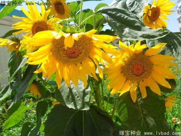 <a href='http://www.wuzhouwash.com/caohuazhongzi/1057.html' target='_blank'>觀賞向日葵種子</a>