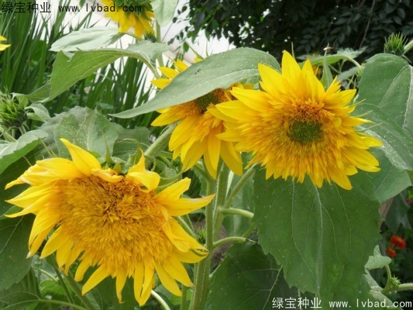 觀賞<a href='http://www.wuzhouwash.com/caohuazhongzi/97271.html' target='_blank'>向日葵種子</a>