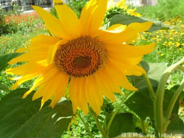 觀賞<a href='http://www.wuzhouwash.com/caohuazhongzi/97271.html' target='_blank'>向日葵</a>種子