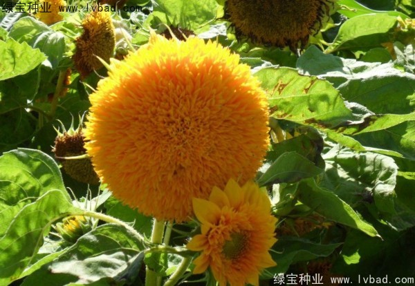 <a href='http://www.wuzhouwash.com/caohuazhongzi/1057.html' target='_blank'>觀賞向日葵</a><a href='http://www.wuzhouwash.com/' target='_blank'>種子</a>