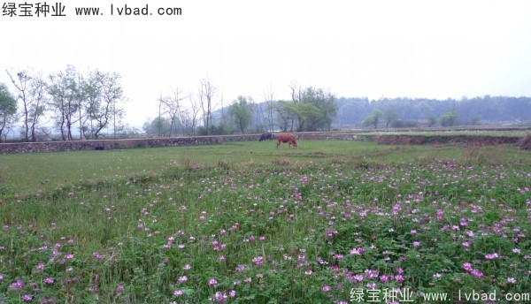 <a href='http://www.wuzhouwash.com/yaocaizhongzi/2335.html' target='_blank'>紅花</a>酢漿草種子