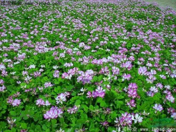 <a href='http://www.wuzhouwash.com/caohuazhongzi/1064.html' target='_blank'>紅花酢漿草</a><a href='http://www.wuzhouwash.com/' target='_blank'>種子</a>