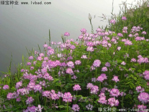 <a href='http://www.wuzhouwash.com/yaocaizhongzi/2335.html' target='_blank'>紅花</a>酢漿草<a href='http://www.wuzhouwash.com/' target='_blank'>種子</a>
