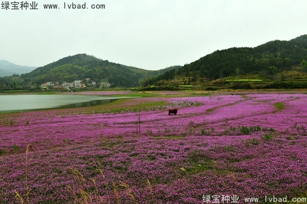 <a href='http://www.wuzhouwash.com/caohuazhongzi/1064.html' target='_blank'>紅花酢漿草</a>種子